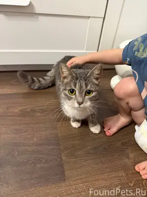 Найдена кошка!!! Юго-западный ...