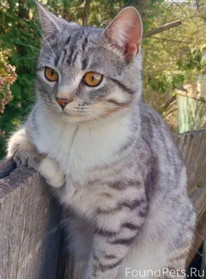 Пропал кот! По улице Крупской ...