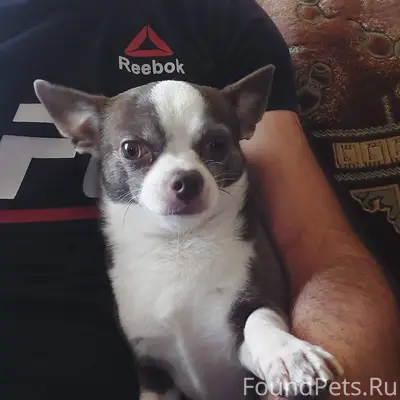 Потерялся собака 🐕 район мисух...