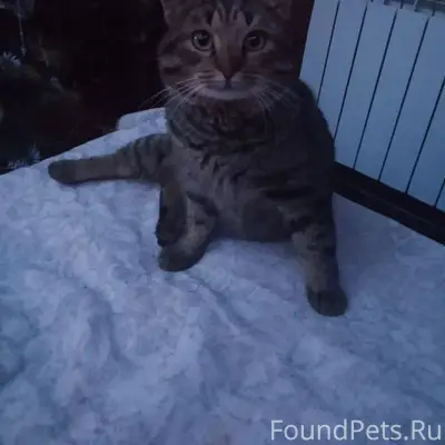 Пропал кот Марс, в районе Росс...