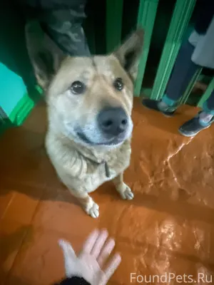 Чья собака потерялась около пе...