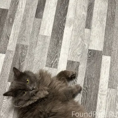 #plants_animals@bonus_shrpv Пр...