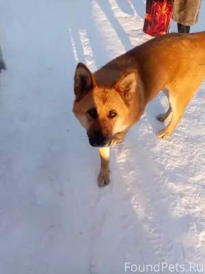 Появилась несколько дней назад...