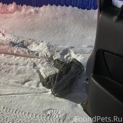 У кого собака убежала? бегает ...