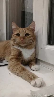 Пропал рыжий кот ! 23 сентября...