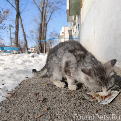 КОТЁНОК ПОДРОСТОК СРОЧНО ИЩЕТ ...