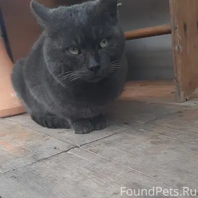 Найден кот,молодой,некастирова...