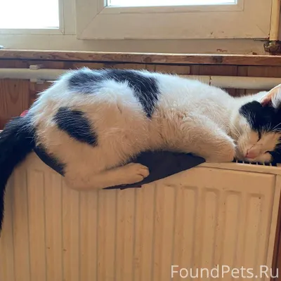 Пропал кот 2 дня назад, в...