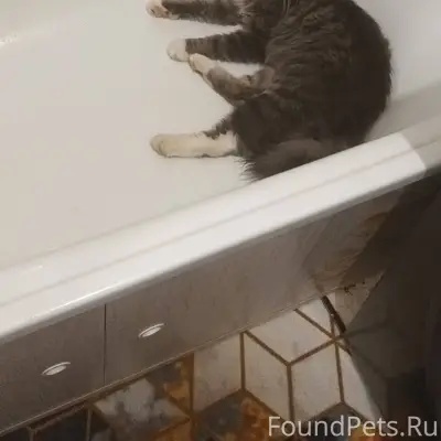 Пропал кот . ушел 5 дней назад...