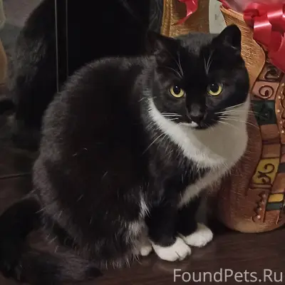 Пропала кошка в районе Текстил...