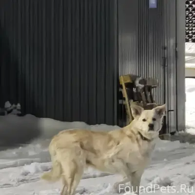 Здравствуйте, видел у пятёрочк...
