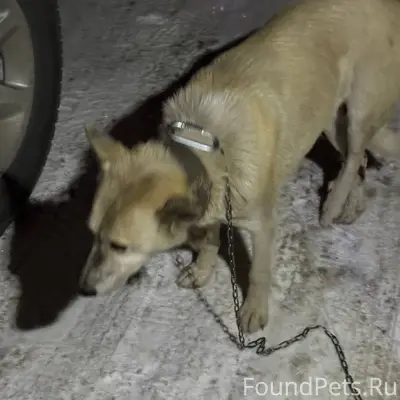 Потерялась собака, хозяева есл...