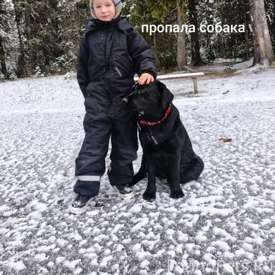 Убежала собака лабрадор черная...