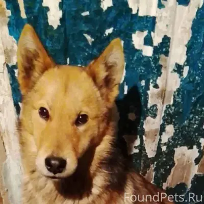 ЧЕРНОГОРСК,ПОТЕРЯЛСЯ!!! Пожалу...