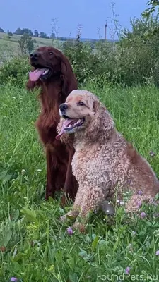 Несколько суток эти собаки на ...
