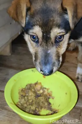 Найден замерзающий на улице ще...