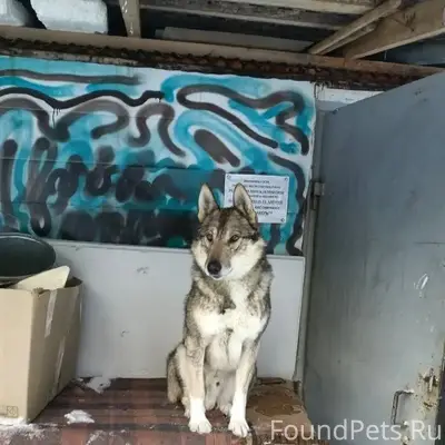 Пропала собака кабель лайка. П...