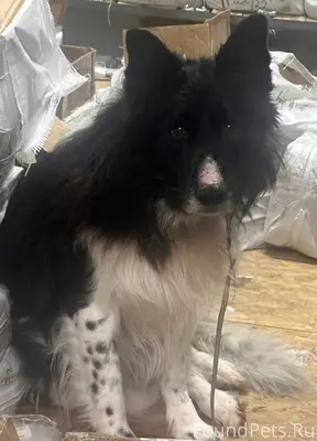 Найден пес ,Долгопрудный,мкр Х...