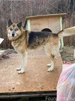 🆘️🆘️🆘️ Ищем дом этому замечате...