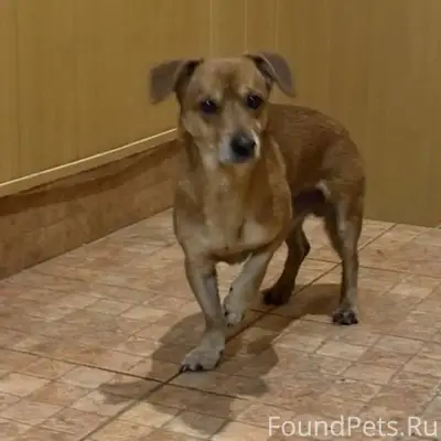 🆘️🆘️🆘️НАЙДЕНА СОБАКА🆘️🆘️🆘️ 29 ...