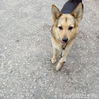 Пропала собака. Помогите найти...