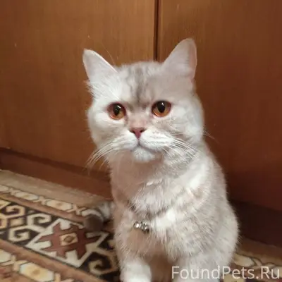 Пожалуйста помогите! Пропал ко...