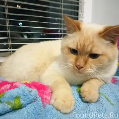 Заволжск! Помогите найти кота!...