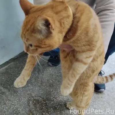 Найден кот, глаза рыжие, с оше...