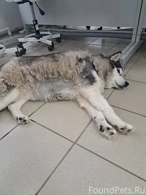 Найдена собака по адресу Совет...