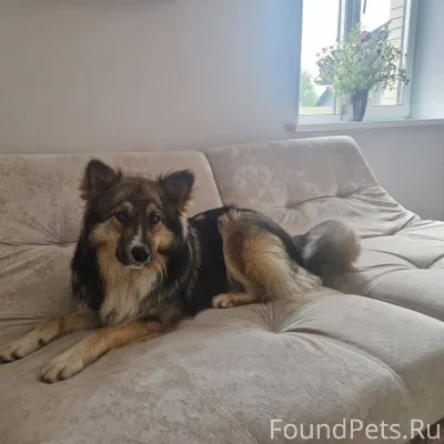 Потерялась собака! В районе по...