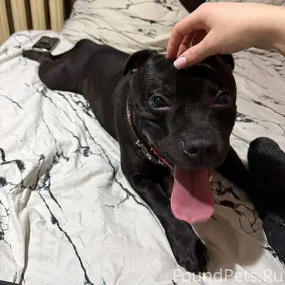 Найдена собака! г. Воронеж Сев...