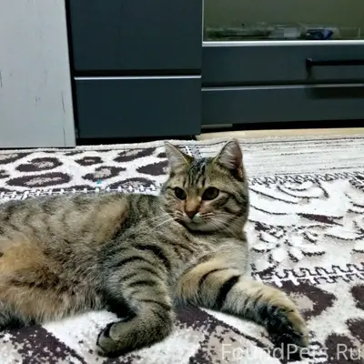 Пропал кот ул Комсомольская. Е...