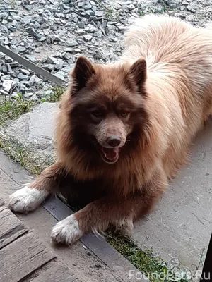 Пропала собака в районе ул. Са...