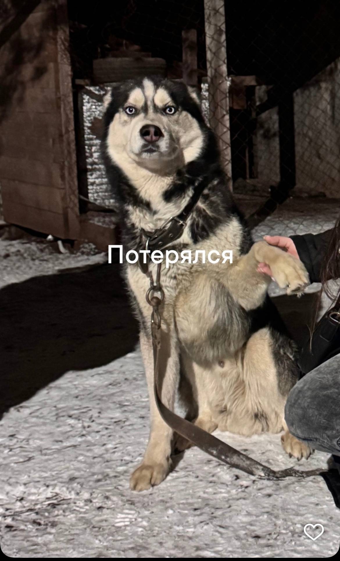 ‼️ Потерялась собака!В районе ...
