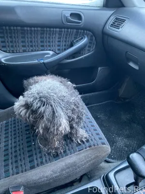 Найдена собака, есть ошейник, ...