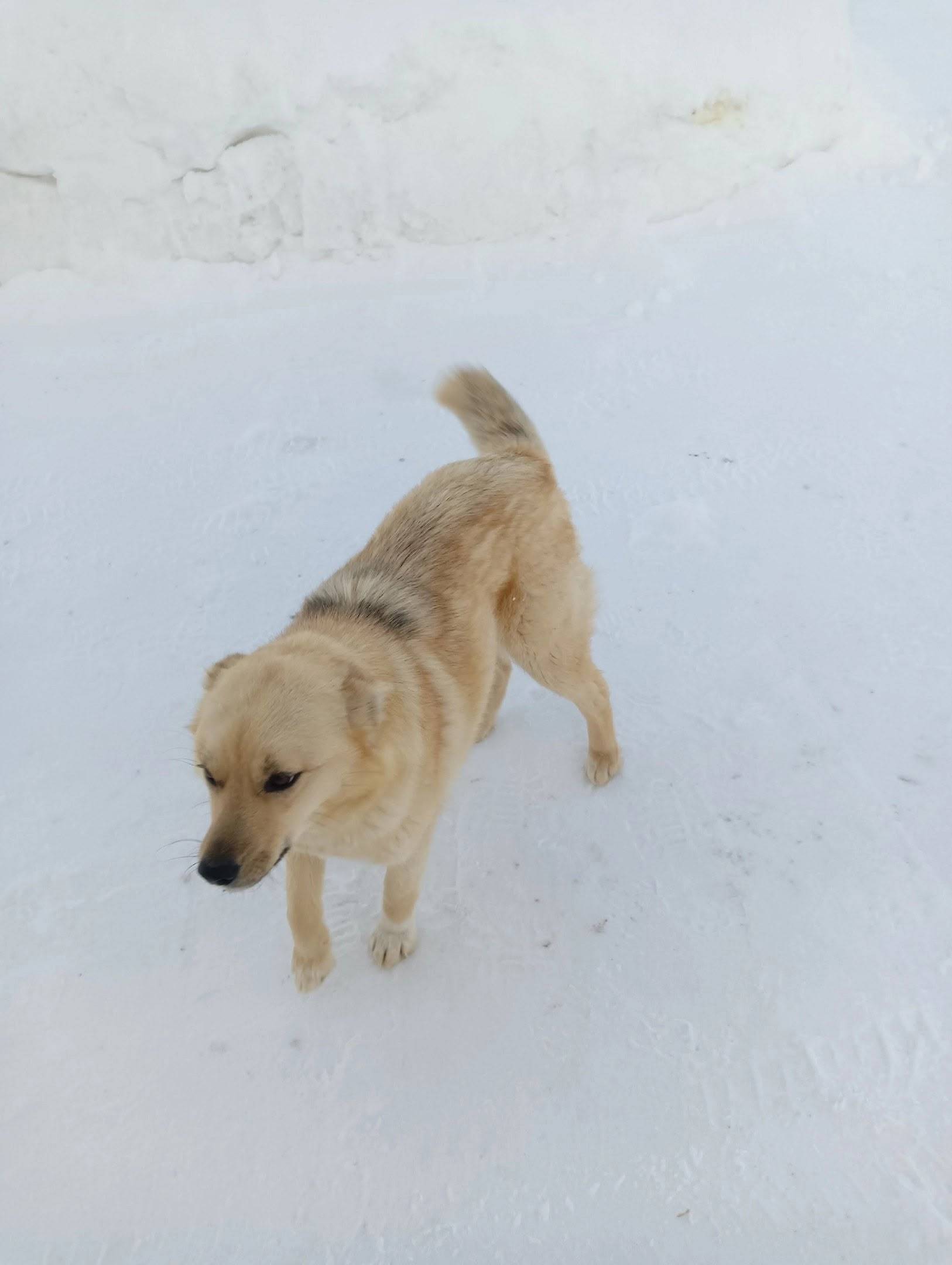 Пропала собака зовут жучка. В ...