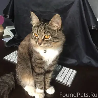 ПРОПАЛА НАША ЛЮБИМАЯ КОШКА ЕВА...