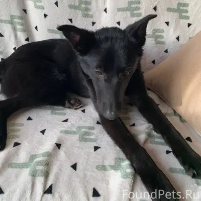 Добрый день, найдена молодая д...