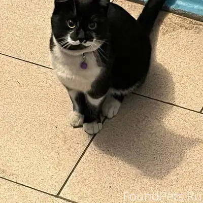 НАЙДЕН КОТ (район пр-кт Хрущев...