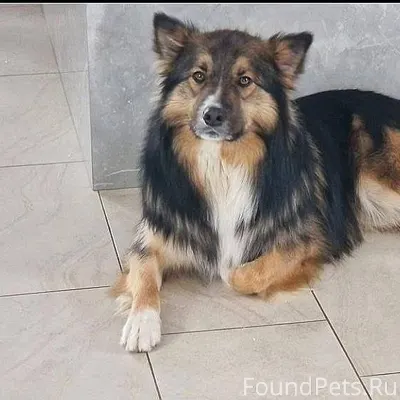 SOS 📢📢📢 Пропала собака!!!🐶🐶🐶 Б...