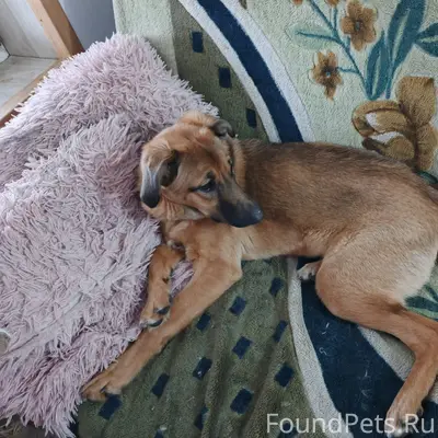 Подобрали собаку в районе улиц...