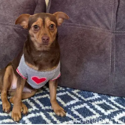 Пропала собака в районе 40 лет...