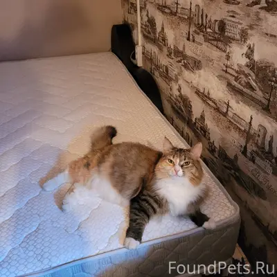 За линией пропала трехцветная ...