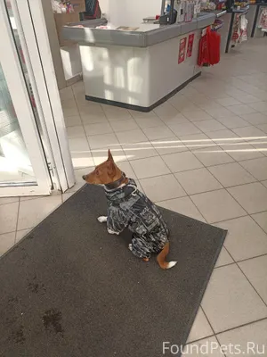 Потерялась собака, уже с 10 ут...