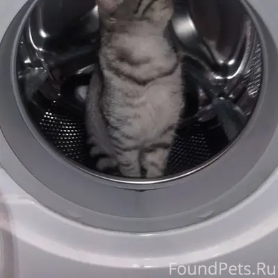 Ржев ‼ ️ПРОПАЛ КОТ ‼️ район...