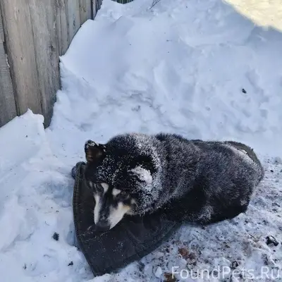 СРОЧНО!!! Кто потерял собаку!!...