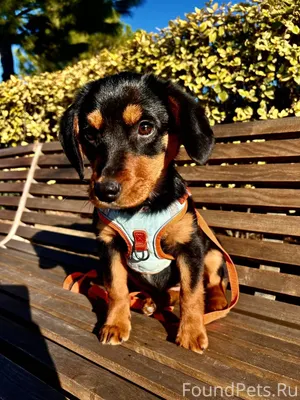 ПОМОГАЕМ ИНФОРМАЦИОННО 🧡Щенок ...