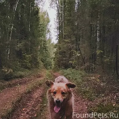Пропал пёс. Если кто видел, зн...