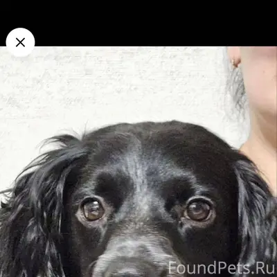 Салехард Убежала собака, кличк...