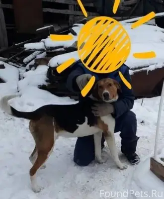 ‼️‼️‼️Пропала собака (кобель) ...